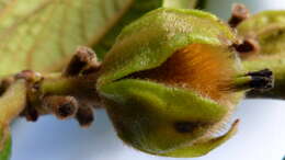 Image of Diospyros gaultheriifolia Mart. ex Miq.