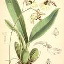 Image of Gomesa dasytyle (Rchb. fil.) M. W. Chase & N. H. Williams