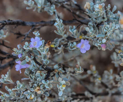 Image of Big Bend barometerbush