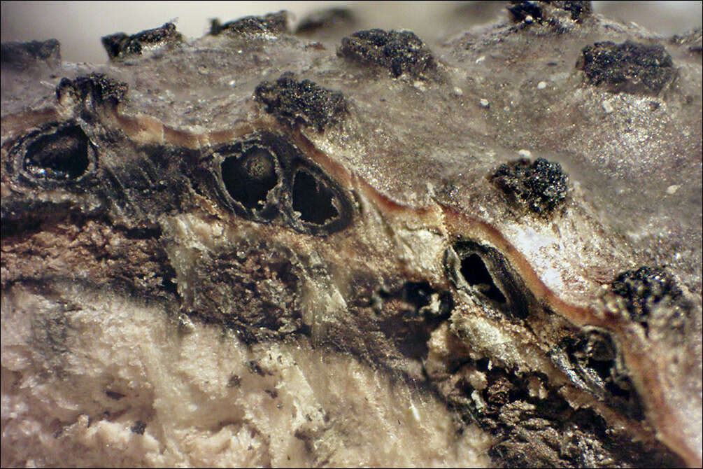 Image of Eutypella quaternata (Pers.) Rappaz 1987