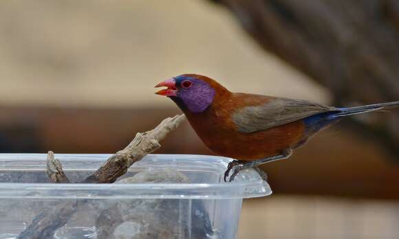 Image of Violet-eared Waxbill