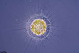 Image of Heliozoa