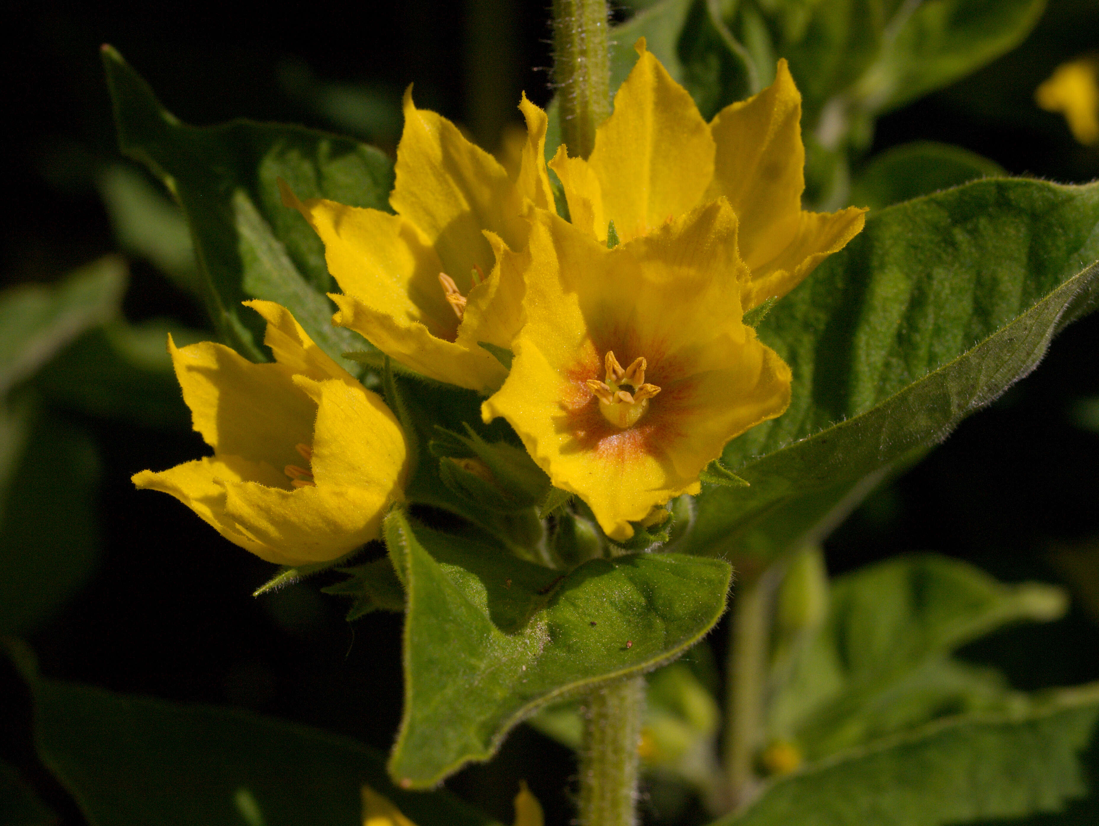 Слика од Lysimachia punctata L.
