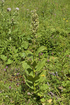 Image of false hellebore