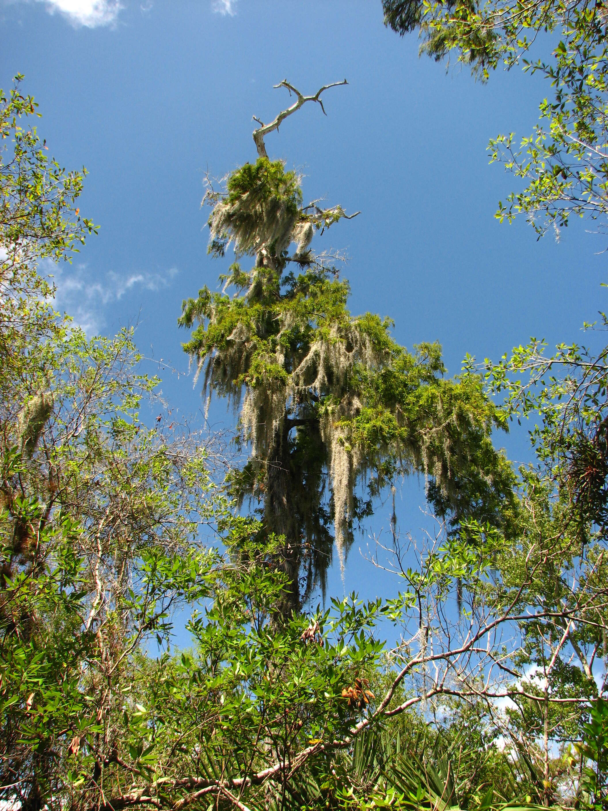 Image of bald cypress