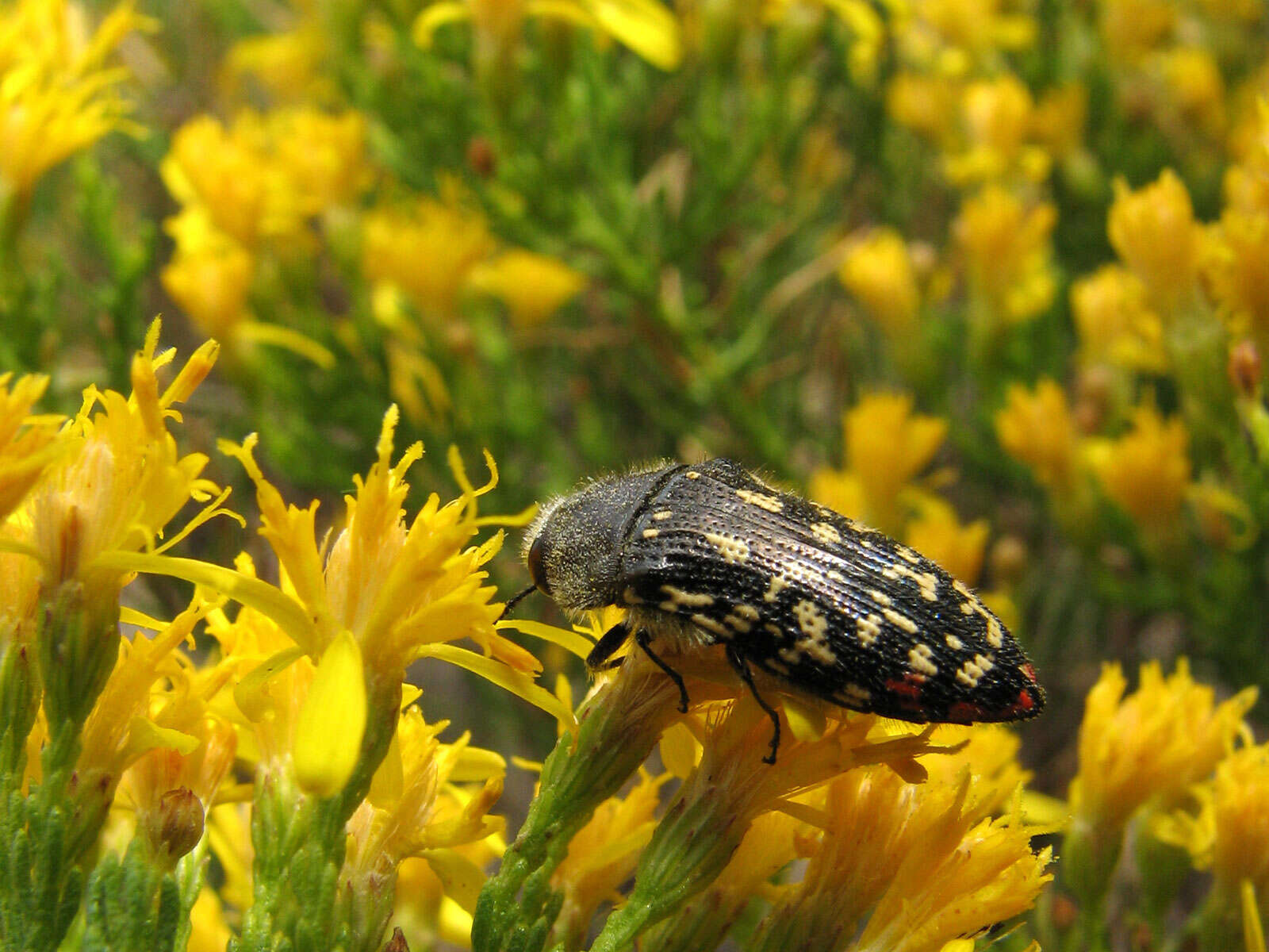 Image of Acmaeodera