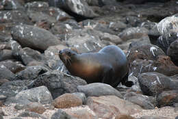 Image of Sea Lion