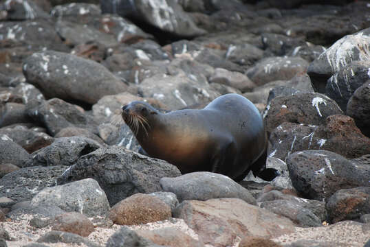 Image of Galapagos Sea Lion