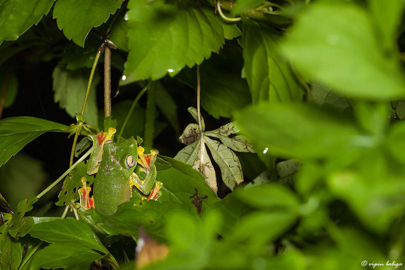 Imagem de Rhacophorus malabaricus Jerdon 1870