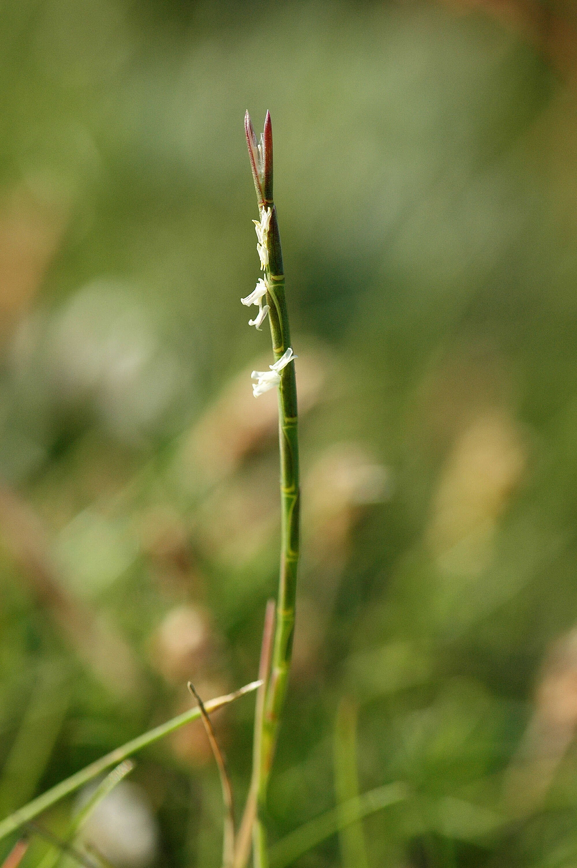 Image of sicklegrass