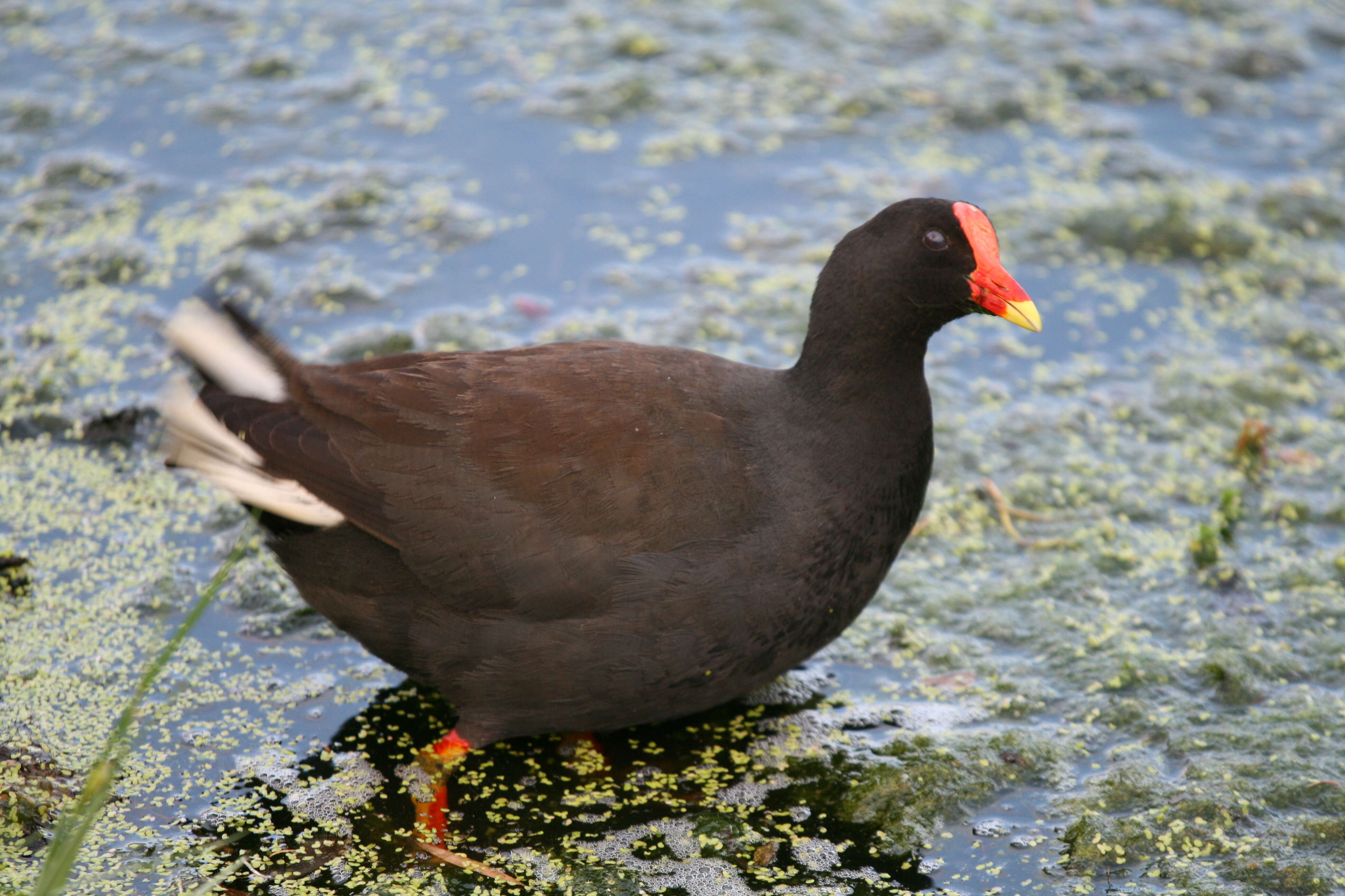 Plancia ëd Gallinula tenebrosa Gould 1846