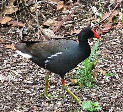 Image of Common Moorhen