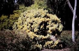 Image of Acacia vestita Ker Gawl.