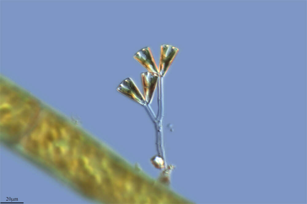 Image of Gomphonema truncatum