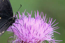 صورة Cirsium horridulum Michx.