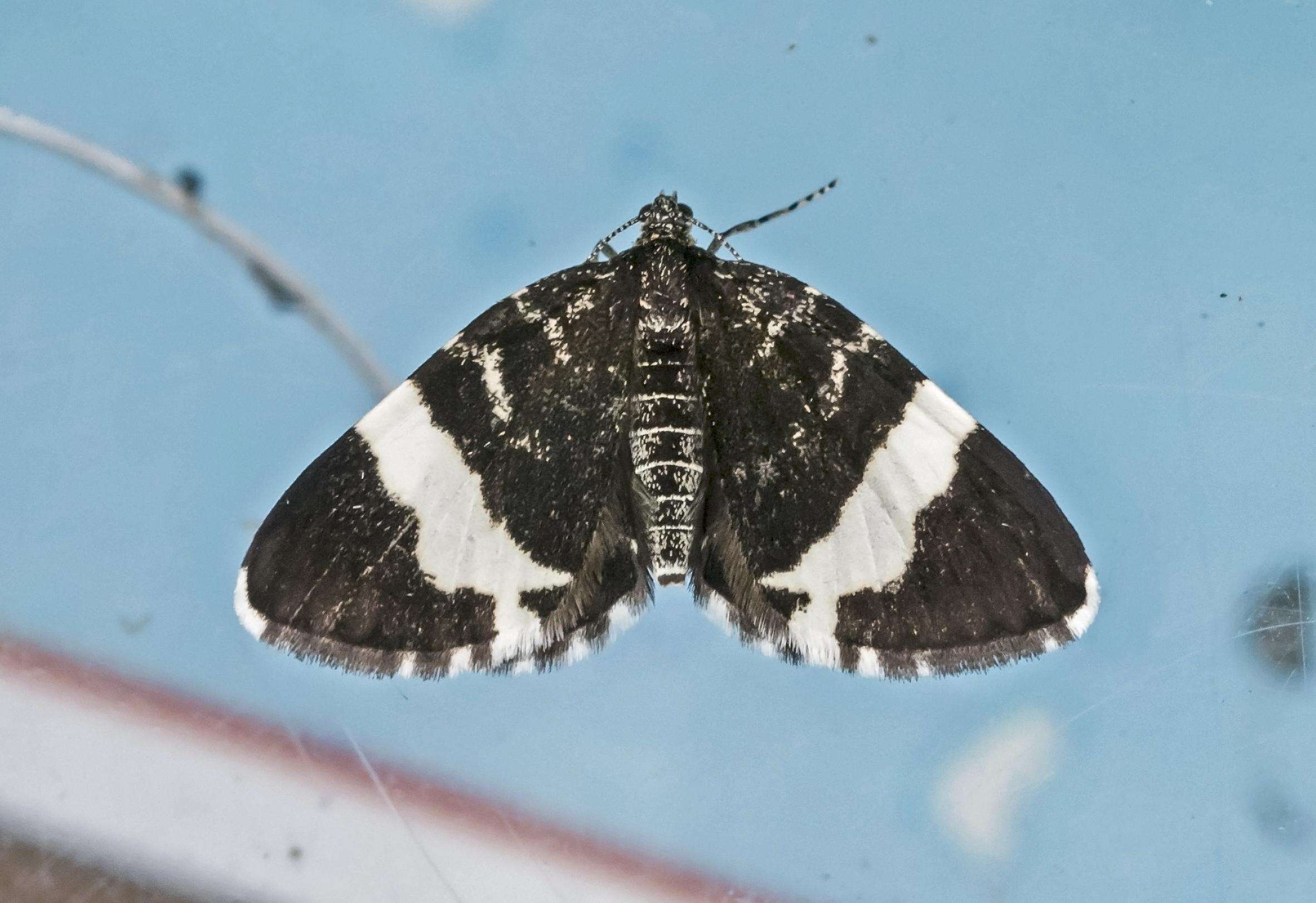 Image of White-striped Black