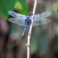 Image de Erythemis Hagen 1861