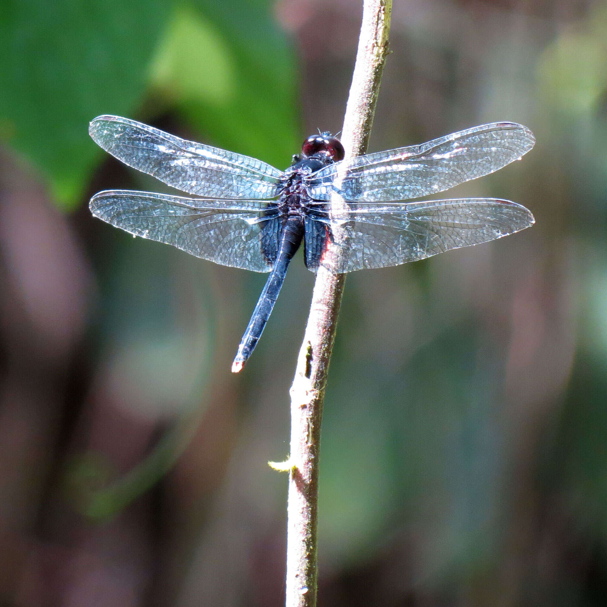 Image de Erythemis Hagen 1861