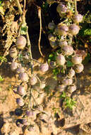 Image of Solanum chilense (Dun.) Reiche