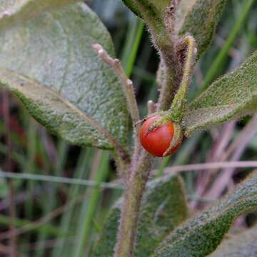 Image of Solanum subumbellatum Vell.