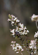 Image of Leucopogon ericoides (Sm.) R. Br.