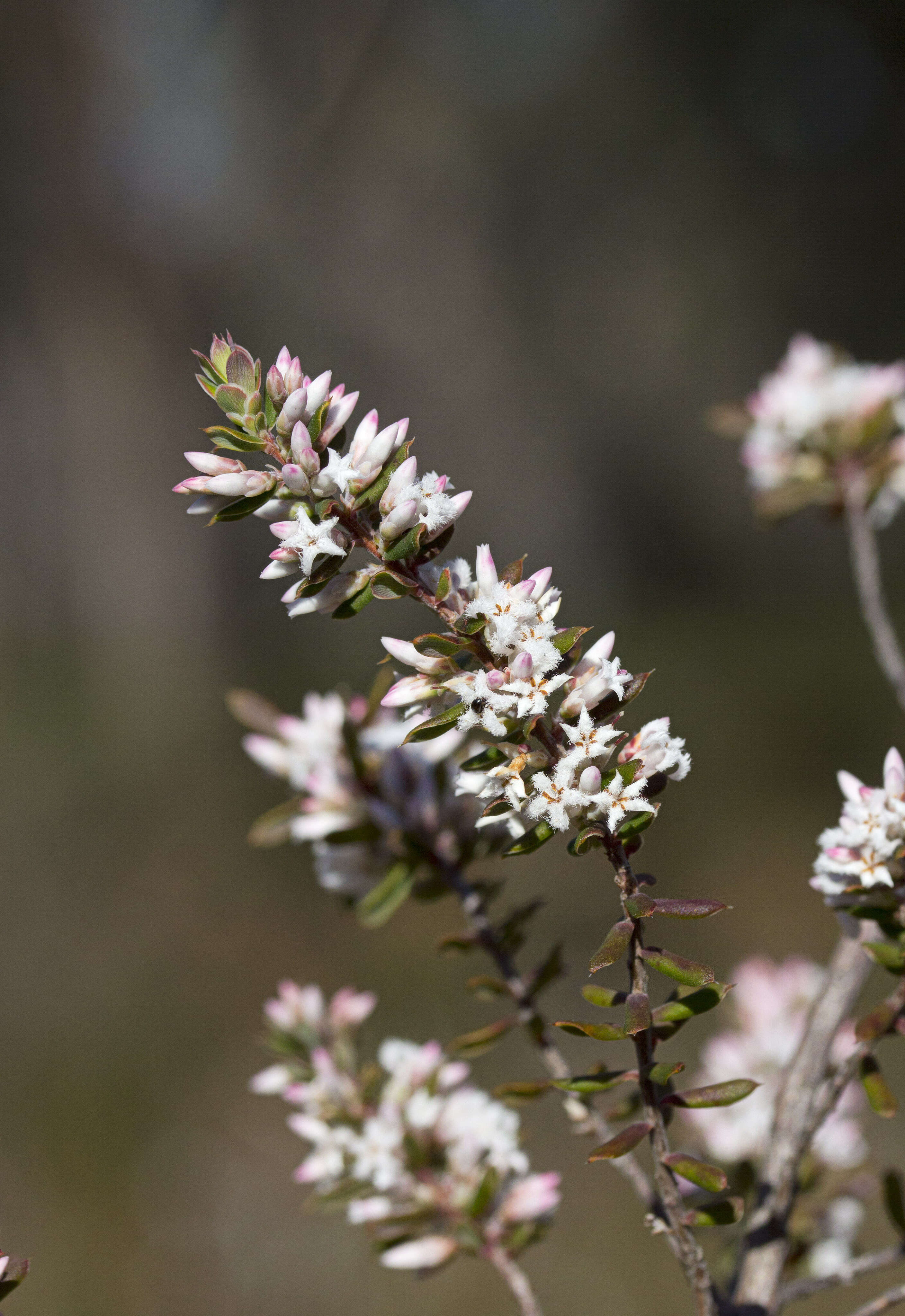 Image of Leucopogon ericoides (Sm.) R. Br.