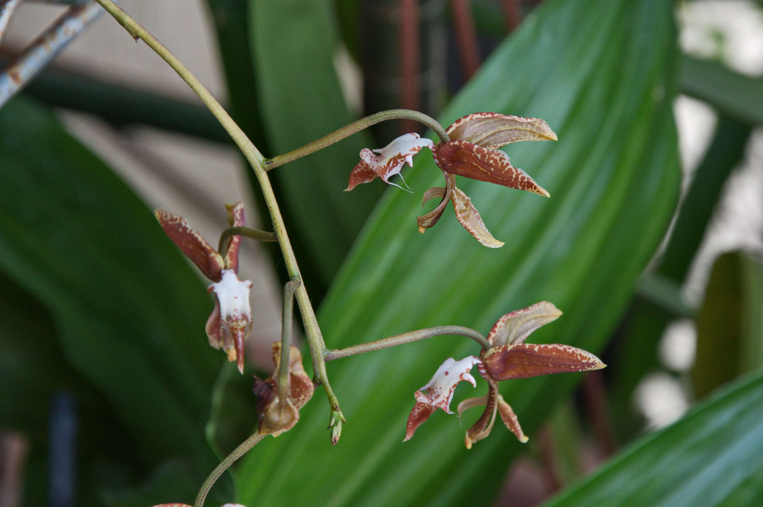 Imagem de Gongora rufescens Jenny