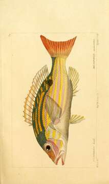 Image of Bream