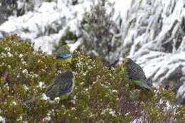 Image of Green Rosella