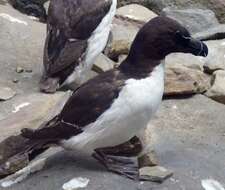 Image of Lesser auk