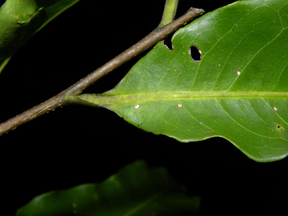 Imagem de Lecythis mesophylla S. A. Mori