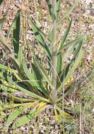 Imagem de Echium vulgare L.