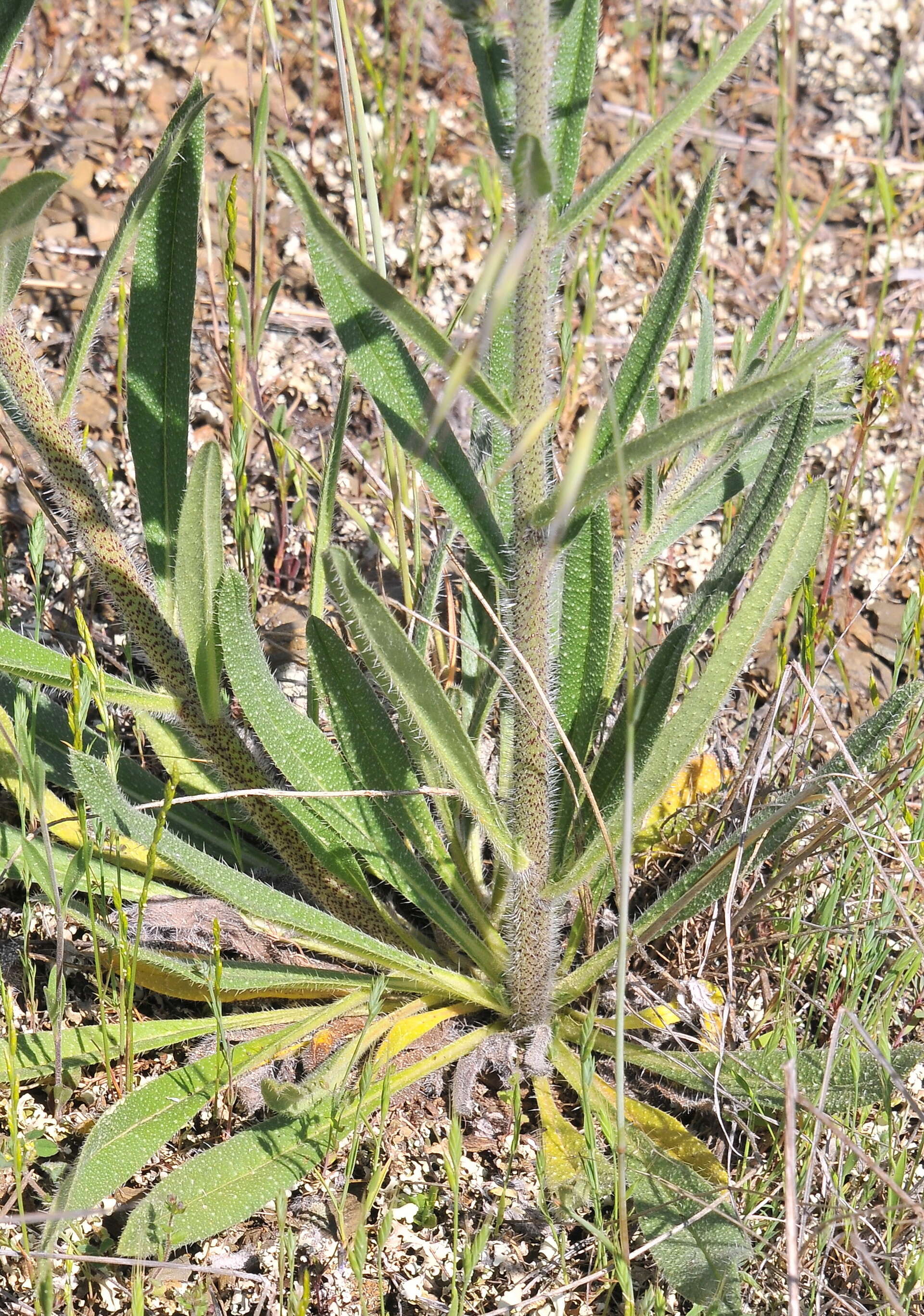 Imagem de Echium vulgare L.