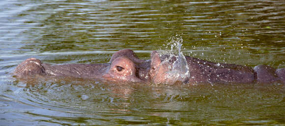 Image of Common Hippopotamus