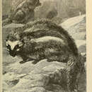 Слика од Lophiomys imhausi Milne-Edwards 1867