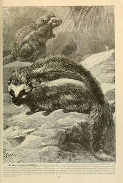 Image de Lophiomys Milne-Edwards 1867