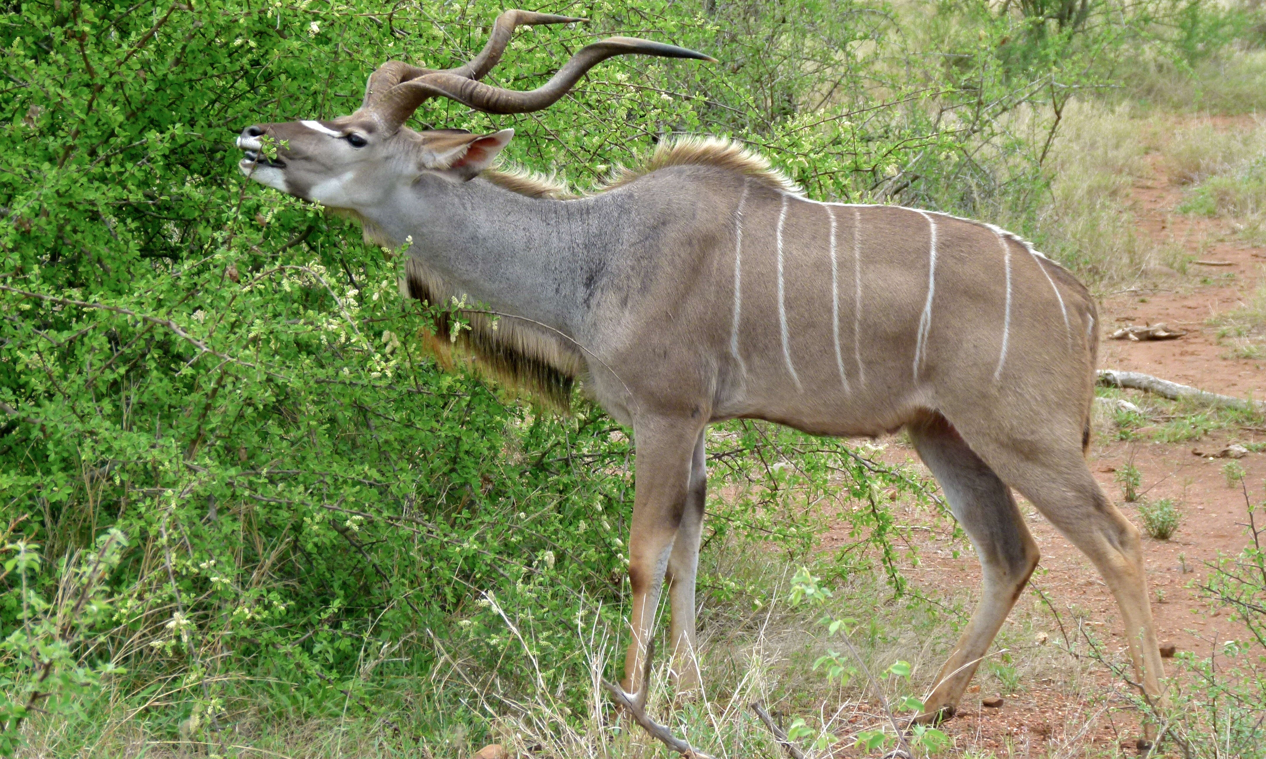 Image of Spiral-horned Antelope