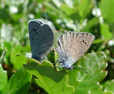 Imagem de Glaucopsyche melanops (Boisduval 1829)