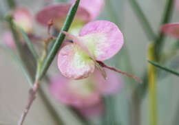 Image de Dodonaea filifolia Hook.