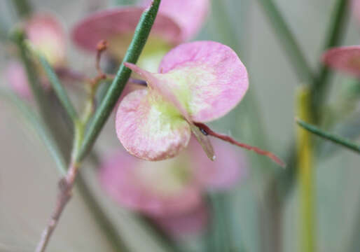 Imagem de Dodonaea filifolia Hook.