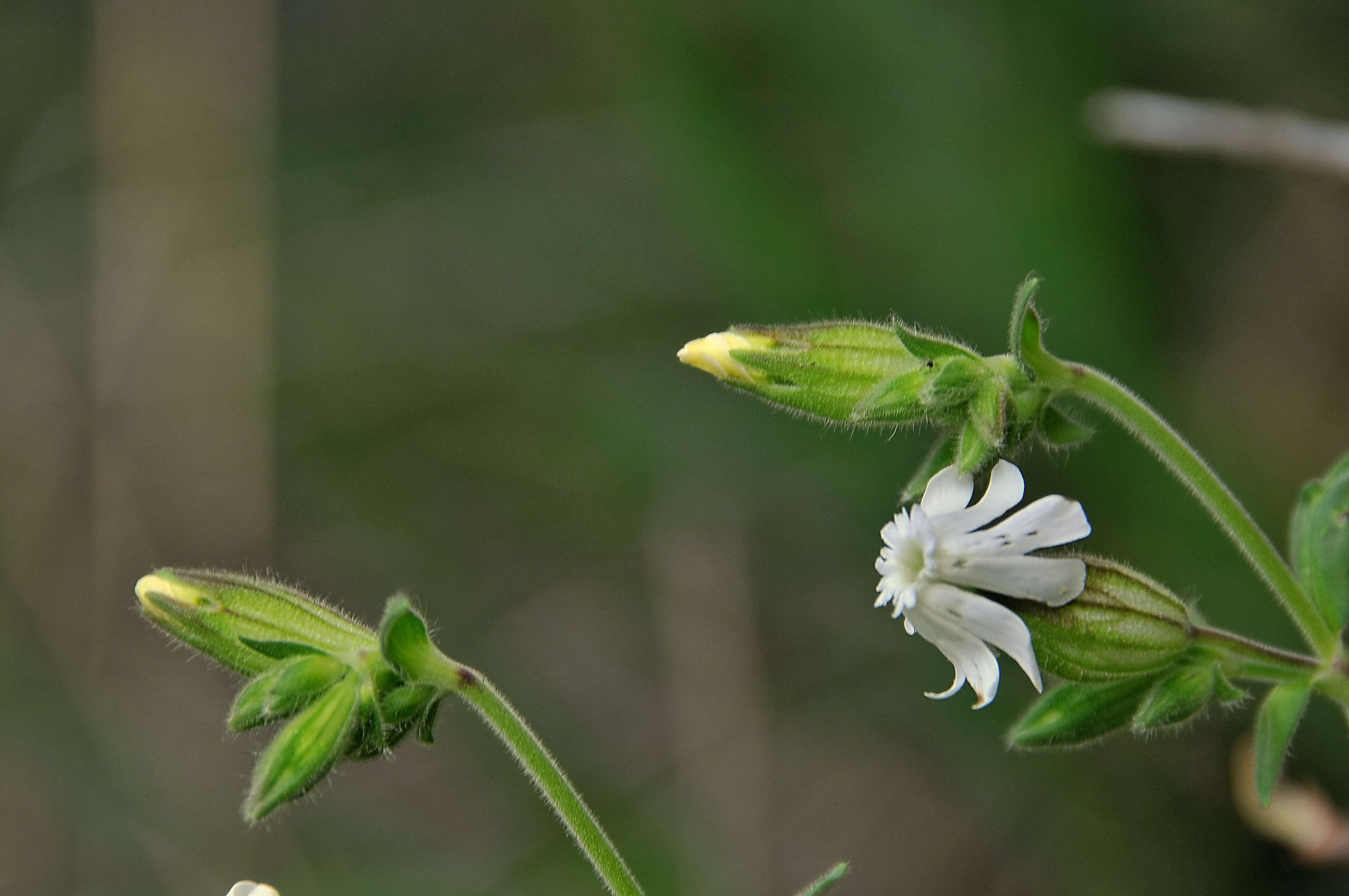 Слика од Silene latifolia Poir.