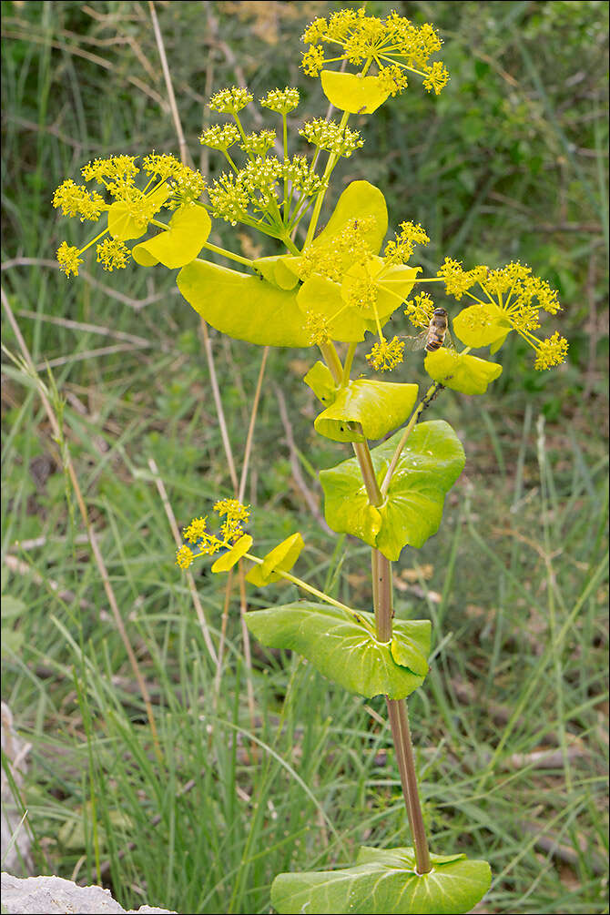 Imagem de Smyrnium perfoliatum L.