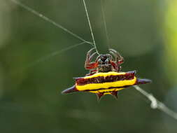 Image of Spiny orb-weaver