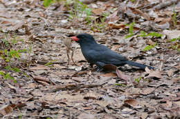 Image of Black-fronted Nunbird