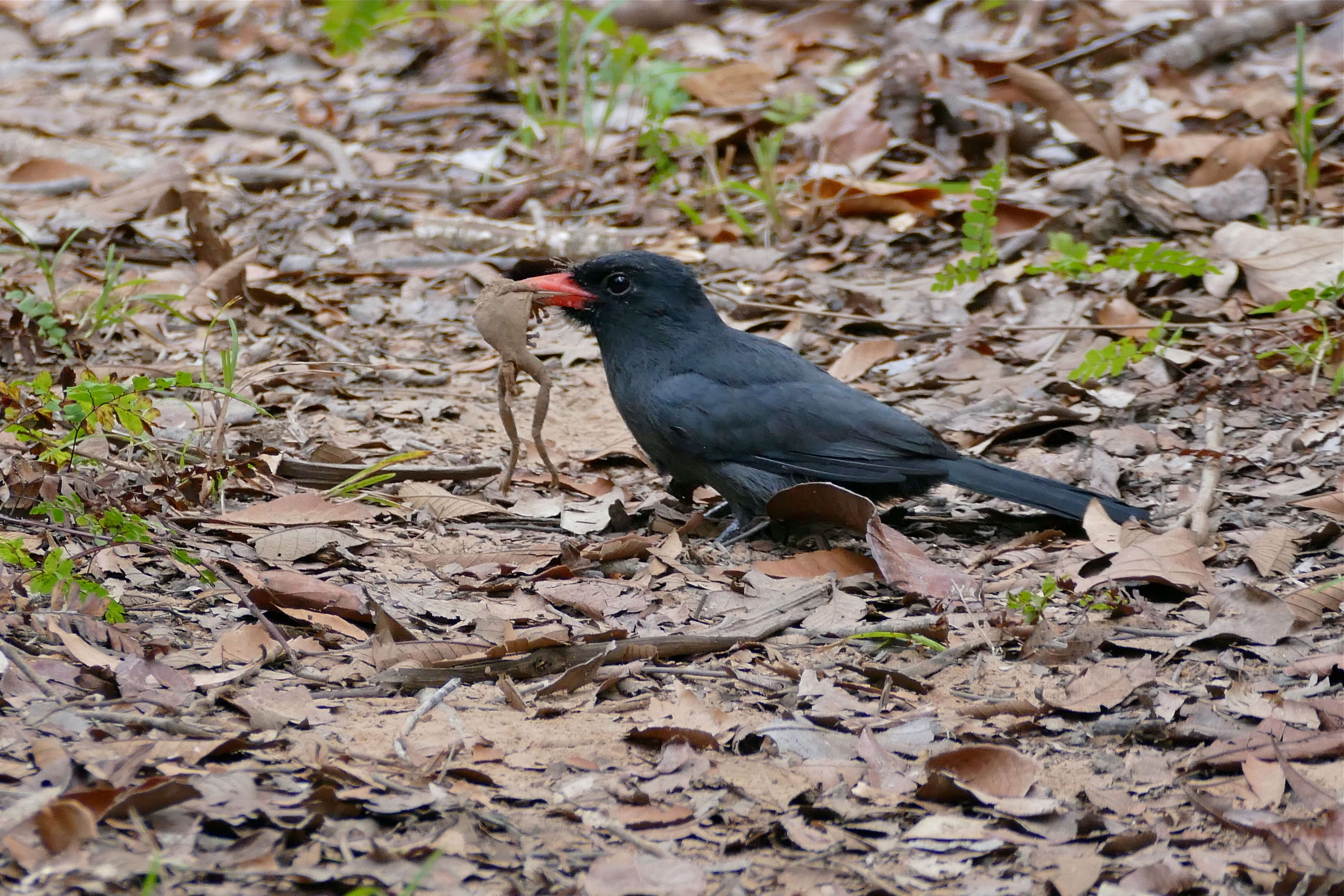 Image of Black-fronted Nunbird