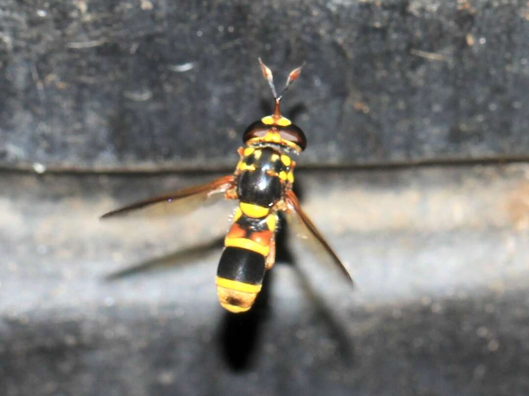 Image of Syrphidae