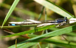 Image of forktail