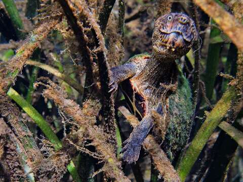 Image of Loggerhead Musk Turtle