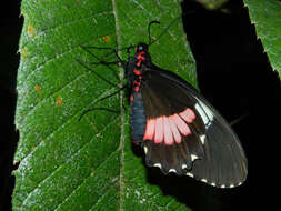 Image of Parides