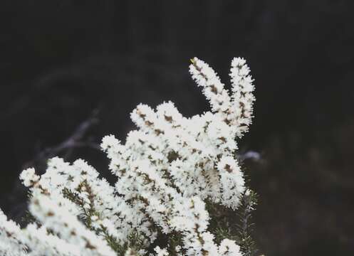 Image of Hakea bucculenta C. A. Gardner